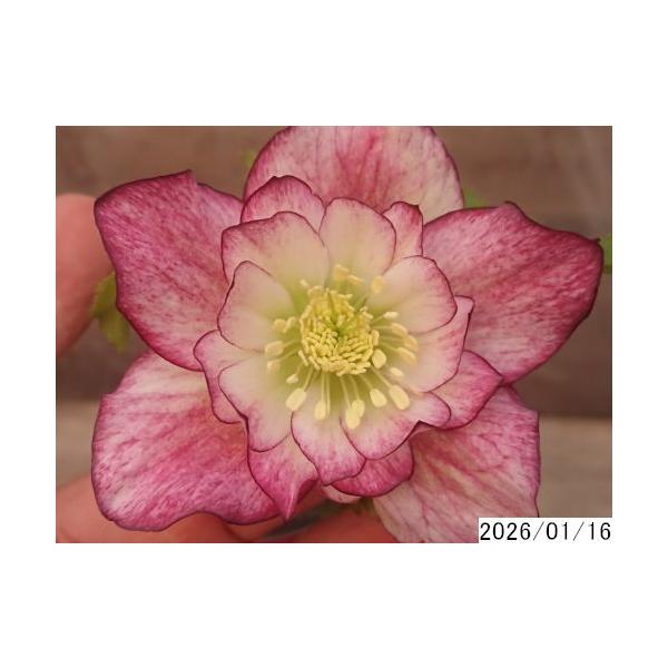 クリスマスローズ 現状蕾 極小輪 株分け前提 2025.3.9 株分けは今じゃ