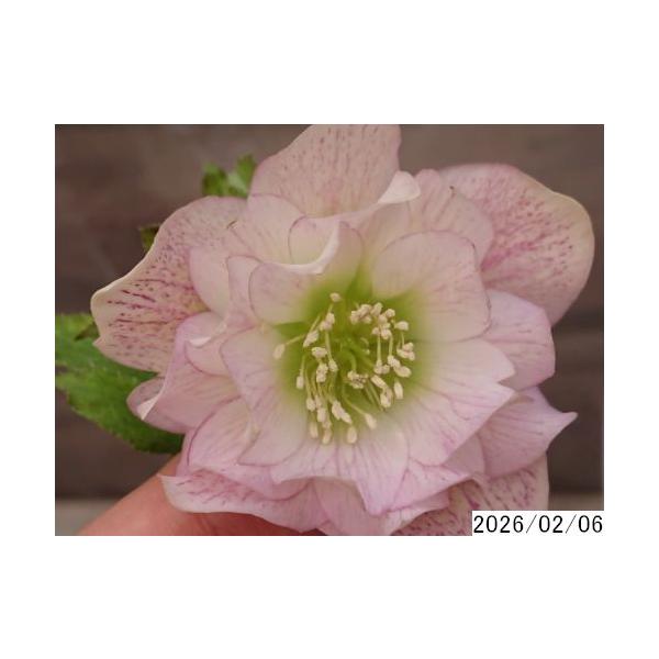 ■撮影時期は写真左下、開花状況は表題タイトルを参照/  　■開花状況の見方（単位：個）花→現在開花中、ガク→雄しべ雌しべが落ち色褪せガクだけの状態、蕾→開花前の状態/　※表題の花や蕾の数のままでのお届けを保証するものではありません。/　　■...