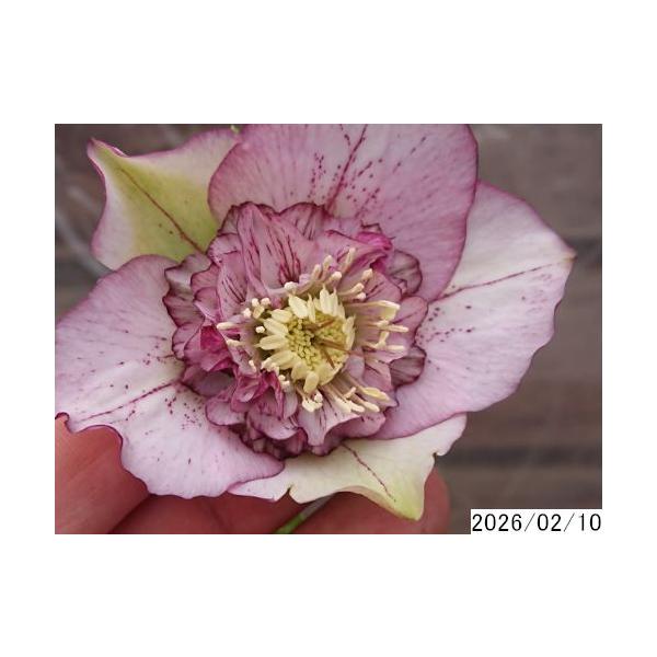 花0ガク1蕾2 開花株4号 吉田園芸生産 セミダブル クリスマスローズ