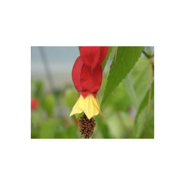 【匿名配送】アブチロン2本 Amazon.co.jp: つる性アブチロン：チロリアンランプ（ウキツリボク）3