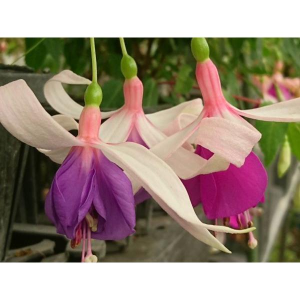 フクシア シャインカール 苗 Fu042 花の館 ヤフー店 通販 Yahoo ショッピング