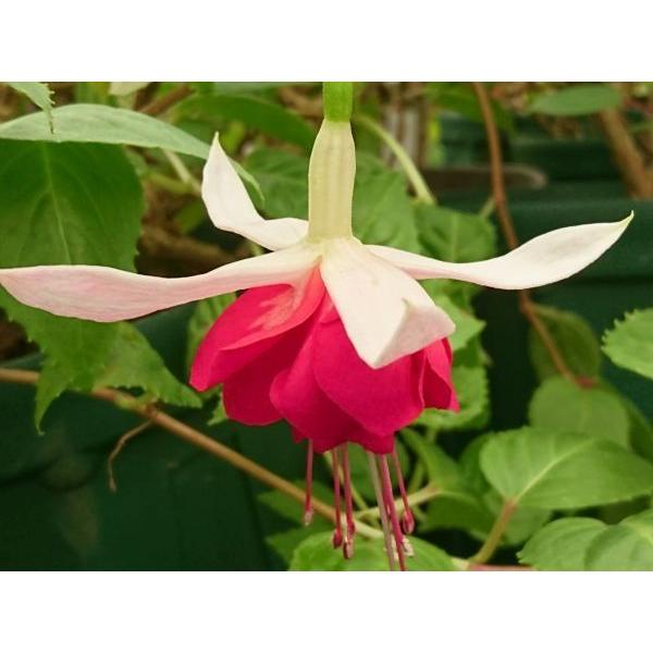 フクシア フィーンラスト 苗 Fu071 花の館 ヤフー店 通販 Yahoo ショッピング