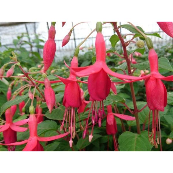 フクシア プレジデント 苗 Fu079 花の館 ヤフー店 通販 Yahoo ショッピング