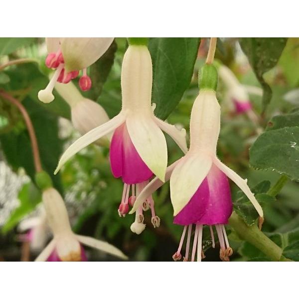 フクシア ミニローズ 苗 Fu098 花の館 ヤフー店 通販 Yahoo ショッピング