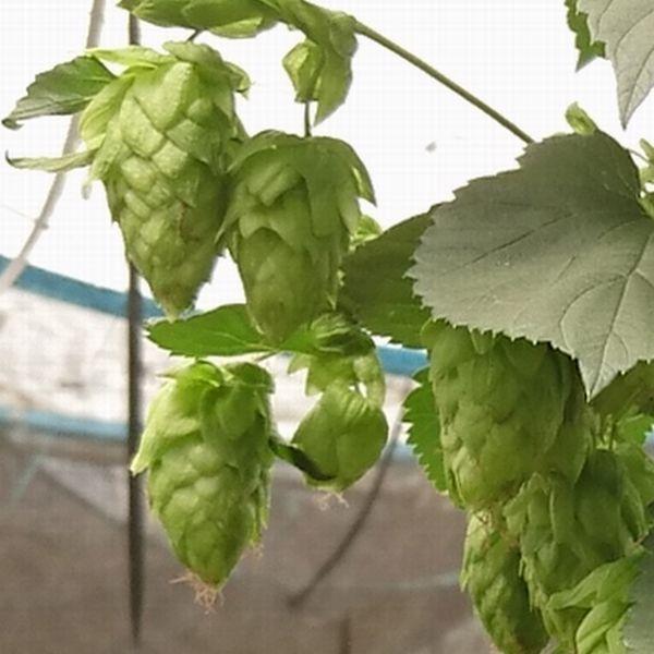 ホップ ザーツ Saaz 3.5号苗 アメリカ直輸入株 雌株 : 花の館 ヤフー店