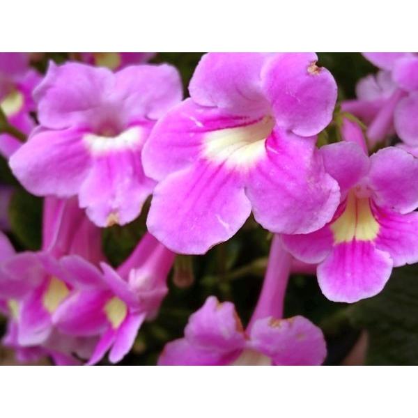 ストレプトカーパス リオ 鉢花 Suto0 花の館 ヤフー店 通販 Yahoo ショッピング