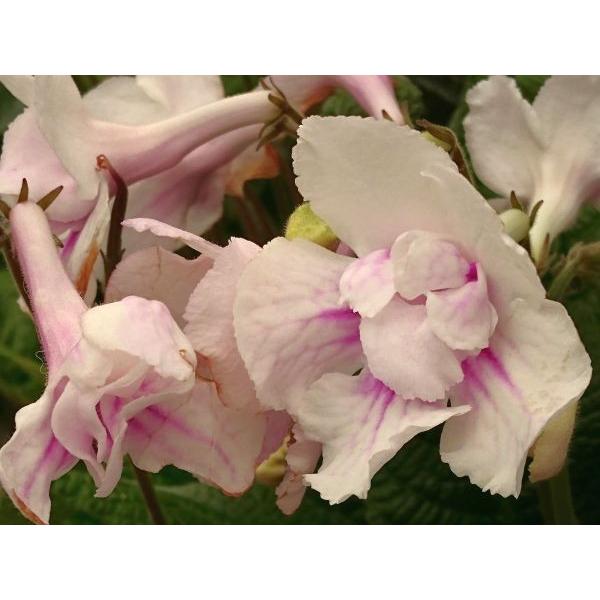 花無し大苗 ストレプトカーパス マチルダ Suto309 花の館 ヤフー店 通販 Yahoo ショッピング