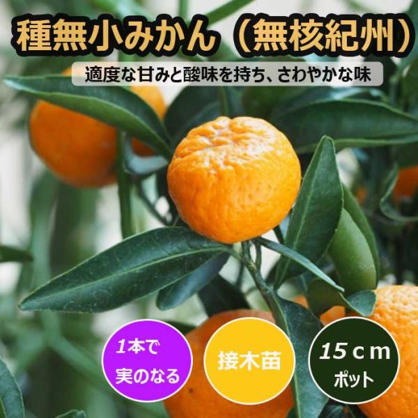 みかん 苗木 種無小みかん（無核紀州） 15ｃｍポット 接木 苗 自家結実性  ミカン 柑橘 果樹 園芸 家庭菜園  送料無料