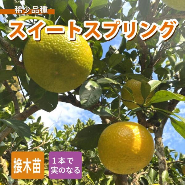 みかん 苗木 スイートスプリング 15ｃｍポット 接木 柑橘 柑橘苗 雑柑 自家結実性 ガーデニング 園芸 家庭菜園 初心者向き 送料無料