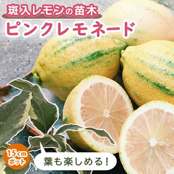 ピンクレモネード