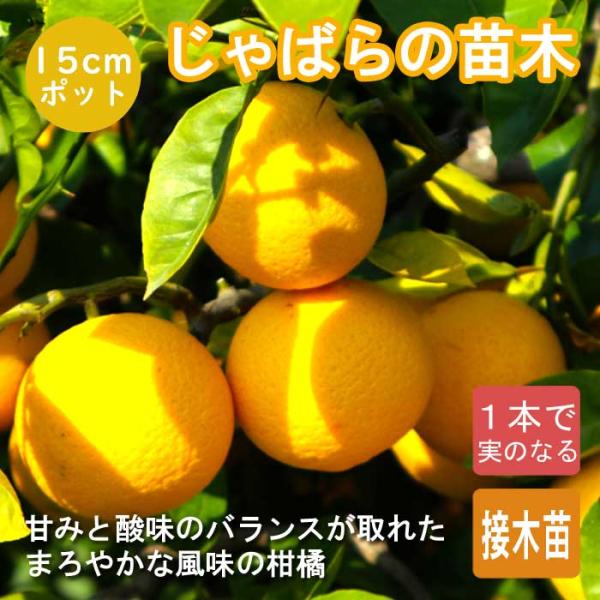 柑橘 苗木 じゃばら 15cm ポット 苗 接木 柑橘 自家結実性 苗木 果樹 邪払 ジャバラ 常緑 香酸柑橘 ガーデニング 送料無料