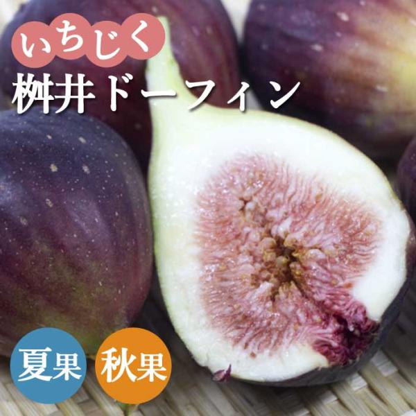 イチジク 苗木 桝井ドーフィン 15ｃｍポット いちじく ますい ドーフィン 無花果 果樹 苗 くだもの 果物  夏果 秋果苗
