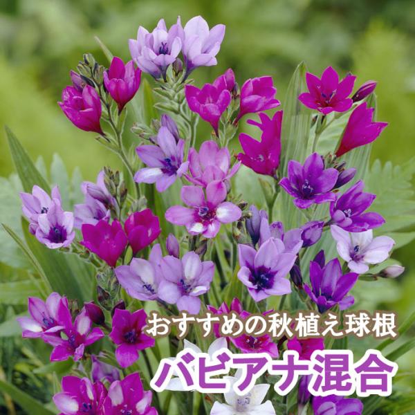 【発送時期の異なる商品とは同梱できません】発送時期が異なる商品を同時注文される場合、別送となるため追加で送料が発生します！発送時期については商品名・配送予定欄にてご確認いただくか、事前に同梱可能かお問合せください。※写真はイメージです。植物...