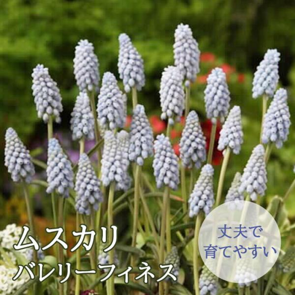 【発送時期の異なる商品とは同梱できません】発送時期が異なる商品を同時注文される場合、別送となるため追加で送料が発生します！発送時期については商品名・配送予定欄にてご確認いただくか、事前に同梱可能かお問合せください。※写真はイメージです。植物...
