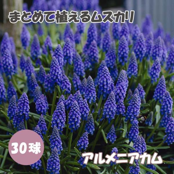 【発送時期の異なる商品とは同梱できません】発送時期が異なる商品を同時注文される場合、別送となるため追加で送料が発生します！発送時期については商品名・配送予定欄にてご確認いただくか、事前に同梱可能かお問合せください。※写真はイメージです。植物...