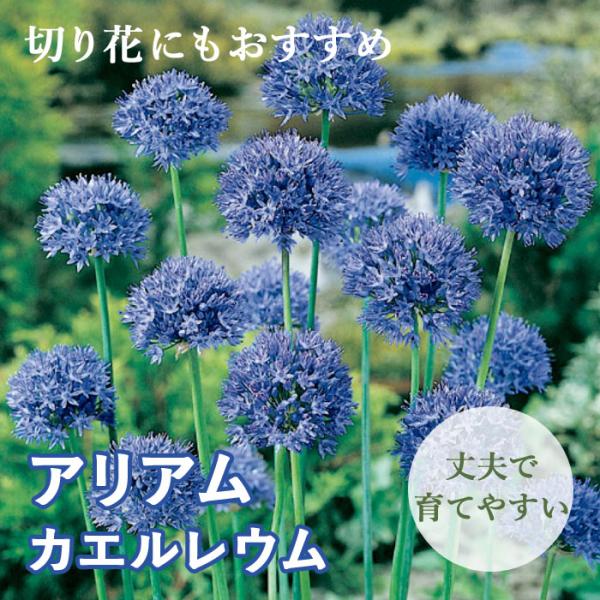 【発送時期の異なる商品とは同梱できません】発送時期が異なる商品を同時注文される場合、別送となるため追加で送料が発生します！発送時期については商品名・配送予定欄にてご確認いただくか、事前に同梱可能かお問合せください。※写真はイメージです。植物...