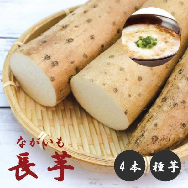 【こちらはご予約商品です】【発送時期の異なる商品とは同梱できません】発送時期が異なる商品を同時注文される場合、別送となるため追加で送料が発生します！発送時期については商品名・配送予定欄にてご確認いただくか、事前に同梱可能かお問合せください。...