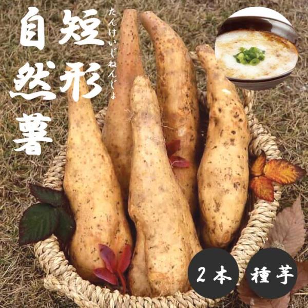【こちらはご予約商品です】【発送時期の異なる商品とは同梱できません】発送時期が異なる商品を同時注文される場合、別送となるため追加で送料が発生します！発送時期については商品名・配送予定欄にてご確認いただくか、事前に同梱可能かお問合せください。...