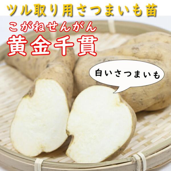 【こちらはご予約商品です】【発送時期の異なる商品とは同梱できません】発送時期が異なる商品を同時注文される場合、別送となるため追加で送料が発生します！発送時期については商品名・配送予定欄にてご確認いただくか、事前に同梱可能かお問合せください。...