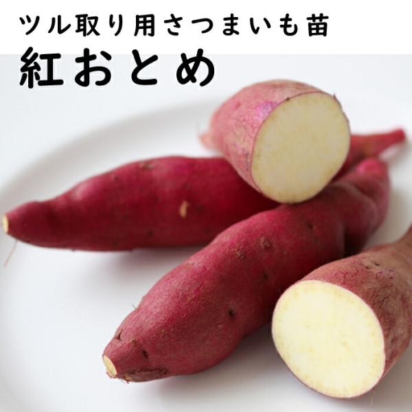 【こちらはご予約商品です】【発送時期の異なる商品とは同梱できません】発送時期が異なる商品を同時注文される場合、別送となるため追加で送料が発生します！発送時期については商品名・配送予定欄にてご確認いただくか、事前に同梱可能かお問合せください。...