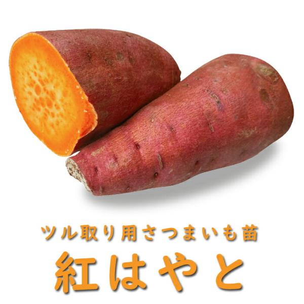 【こちらはご予約商品です】【発送時期の異なる商品とは同梱できません】発送時期が異なる商品を同時注文される場合、別送となるため追加で送料が発生します！発送時期については商品名・配送予定欄にてご確認いただくか、事前に同梱可能かお問合せください。...