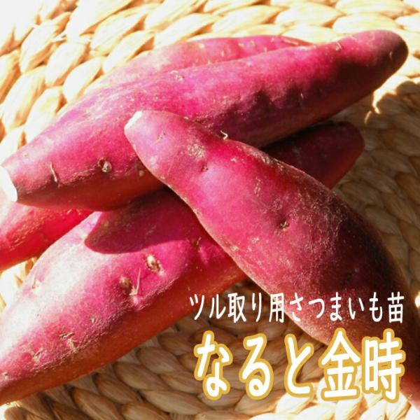 【こちらはご予約商品です】【発送時期の異なる商品とは同梱できません】発送時期が異なる商品を同時注文される場合、別送となるため追加で送料が発生します！発送時期については商品名・配送予定欄にてご確認いただくか、事前に同梱可能かお問合せください。...