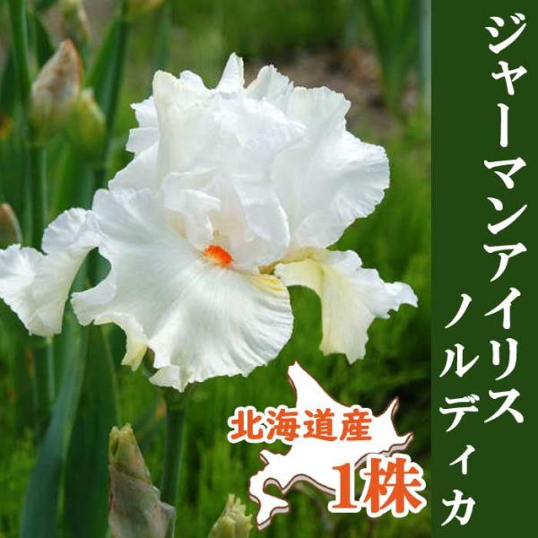 【発送時期の異なる商品とは同梱できません】発送時期が異なる商品を同時注文される場合、別送となるため追加で送料が発生します！発送時期については商品名・配送予定欄にてご確認いただくか、事前に同梱可能かお問合せください。※写真はイメージです。植物...