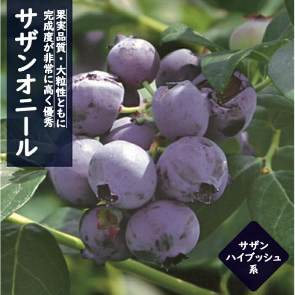 ブルーベリー 苗木 大実 サザンハイブッシュ系 サザンオニール １２ｃｍポット 果樹