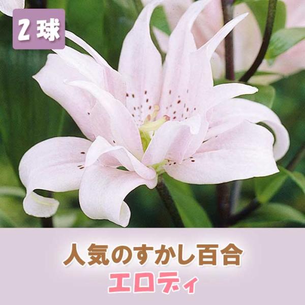 【発送時期の異なる商品とは同梱できません】発送時期が異なる商品を同時注文される場合、別送となるため追加で送料が発生します！発送時期については商品名・配送予定欄にてご確認いただくか、事前に同梱可能かお問合せください。※写真はイメージです。植物...