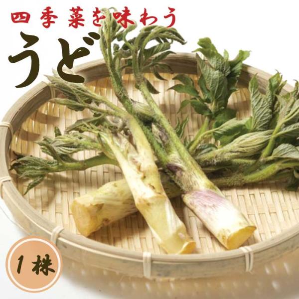 【こちらはご予約商品です】【発送時期の異なる商品とは同梱できません】発送時期が異なる商品を同時注文される場合、別送となるため追加で送料が発生します！発送時期については商品名・配送予定欄にてご確認いただくか、事前に同梱可能かお問合せください。...