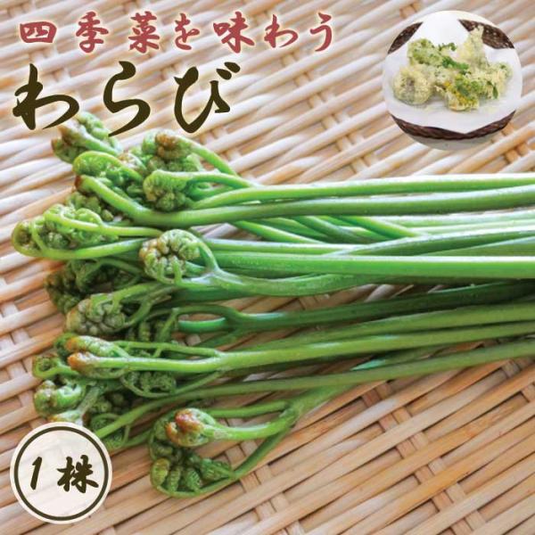 【こちらはご予約商品です】【発送時期の異なる商品とは同梱できません】発送時期が異なる商品を同時注文される場合、別送となるため追加で送料が発生します！発送時期については商品名・配送予定欄にてご確認いただくか、事前に同梱可能かお問合せください。...