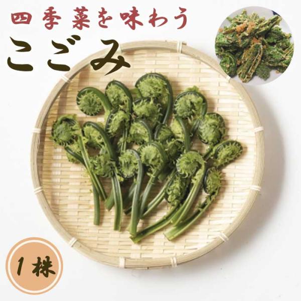 【こちらはご予約商品です】【発送時期の異なる商品とは同梱できません】発送時期が異なる商品を同時注文される場合、別送となるため追加で送料が発生します！発送時期については商品名・配送予定欄にてご確認いただくか、事前に同梱可能かお問合せください。...