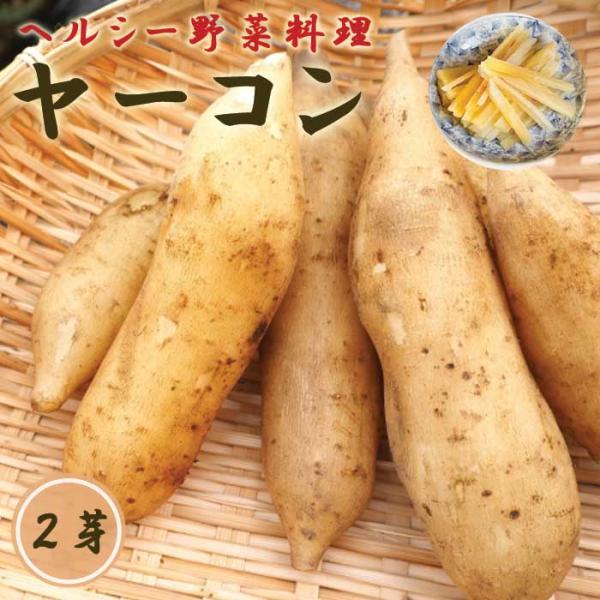 【こちらはご予約商品です】【発送時期の異なる商品とは同梱できません】発送時期が異なる商品を同時注文される場合、別送となるため追加で送料が発生します！発送時期については商品名・配送予定欄にてご確認いただくか、事前に同梱可能かお問合せください。...