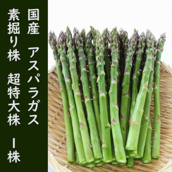 ゆうじん.Ltd北海道産 アスパラガス 苗 株 ポールトム／10株セット ゆうじん.Ltd北海道産 アスパラガス 苗 株 ポールトム／10株セット