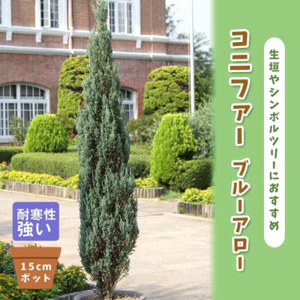 【発送時期の異なる商品とは同梱できません】発送時期が異なる商品を同時注文される場合、別送となるため追加で送料が発生します！発送時期については商品名・配送予定欄にてご確認いただくか、事前に同梱可能かお問合せください。※写真はイメージです。植物...