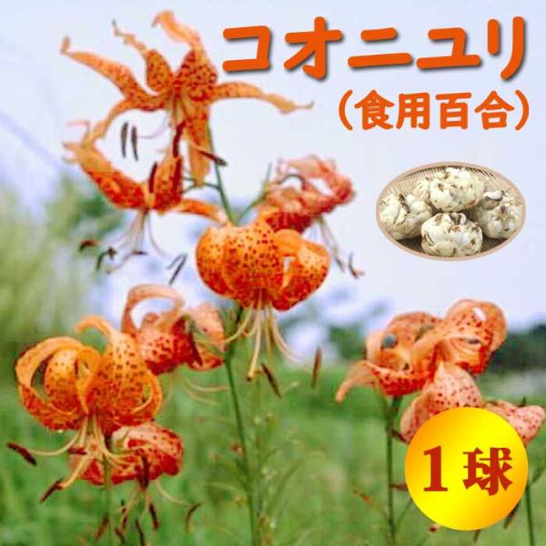 【発送時期の異なる商品とは同梱できません】発送時期が異なる商品を同時注文される場合、別送となるため追加で送料が発生します！発送時期については商品名・配送予定欄にてご確認いただくか、事前に同梱可能かお問合せください。※写真はイメージです。植物...