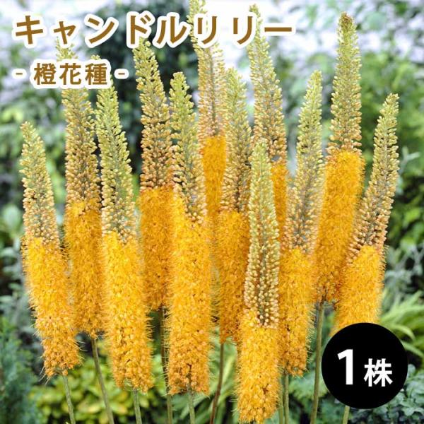 【発送時期の異なる商品とは同梱できません】発送時期が異なる商品を同時注文される場合、別送となるため追加で送料が発生します！発送時期については商品名・配送予定欄にてご確認いただくか、事前に同梱可能かお問合せください。※写真はイメージです。植物...