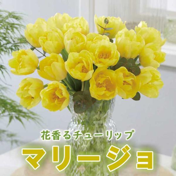 【発送時期の異なる商品とは同梱できません】発送時期が異なる商品を同時注文される場合、別送となるため追加で送料が発生します！発送時期については商品名・配送予定欄にてご確認いただくか、事前に同梱可能かお問合せください。※写真はイメージです。植物...