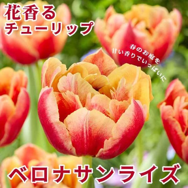 【発送時期の異なる商品とは同梱できません】発送時期が異なる商品を同時注文される場合、別送となるため追加で送料が発生します！発送時期については商品名・配送予定欄にてご確認いただくか、事前に同梱可能かお問合せください。※写真はイメージです。植物...