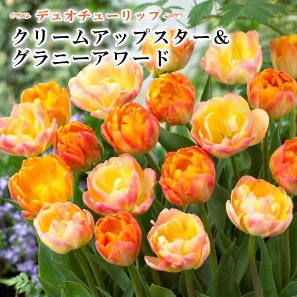 【発送時期の異なる商品とは同梱できません】発送時期が異なる商品を同時注文される場合、別送となるため追加で送料が発生します！発送時期については商品名・配送予定欄にてご確認いただくか、事前に同梱可能かお問合せください。※写真はイメージです。植物...