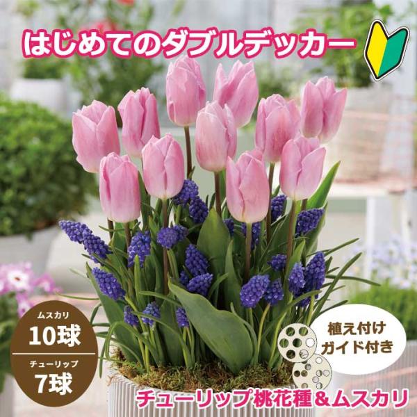 【発送時期の異なる商品とは同梱できません】発送時期が異なる商品を同時注文される場合、別送となるため追加で送料が発生します！発送時期については商品名・配送予定欄にてご確認いただくか、事前に同梱可能かお問合せください。※写真はイメージです。植物...