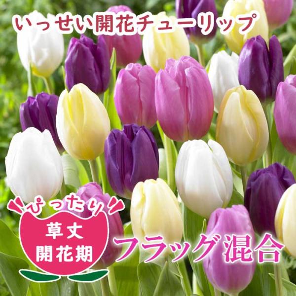 【発送時期の異なる商品とは同梱できません】発送時期が異なる商品を同時注文される場合、別送となるため追加で送料が発生します！発送時期については商品名・配送予定欄にてご確認いただくか、事前に同梱可能かお問合せください。※写真はイメージです。植物...