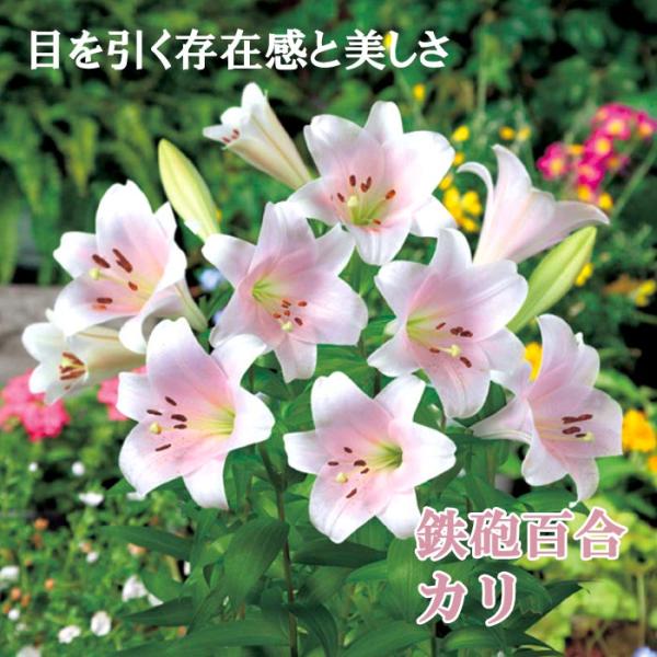 【10月上中旬より発送・早割】 鉄砲百合 【 カリ 】 球根 2球 淡いピンク テッポウ ユリ Lily 百合 秋植え 冬植え 鉢植え 花壇 花の大和