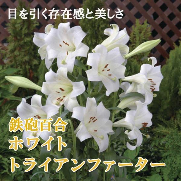 【10月上中旬より発送・早割】 鉄砲百合 【 ホワイトトライアンファーター 】 球根 2球 テッポウ ユリ Lily 百合 秋植え 冬植え 鉢植え 花の大和