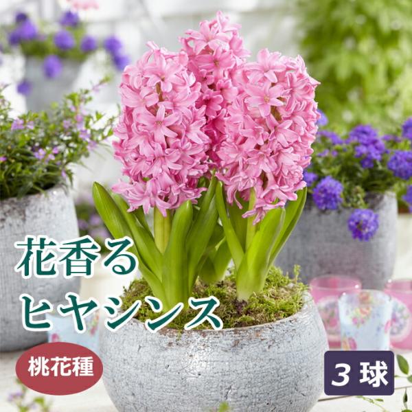 【発送時期の異なる商品とは同梱できません】発送時期が異なる商品を同時注文される場合、別送となるため追加で送料が発生します！発送時期については商品名・配送予定欄にてご確認いただくか、事前に同梱可能かお問合せください。※写真はイメージです。植物...