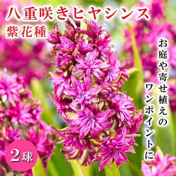 【発送時期の異なる商品とは同梱できません】発送時期が異なる商品を同時注文される場合、別送となるため追加で送料が発生します！発送時期については商品名・配送予定欄にてご確認いただくか、事前に同梱可能かお問合せください。※写真はイメージです。植物...