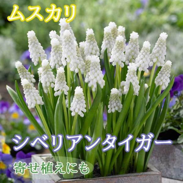 【発送時期の異なる商品とは同梱できません】発送時期が異なる商品を同時注文される場合、別送となるため追加で送料が発生します！発送時期については商品名・配送予定欄にてご確認いただくか、事前に同梱可能かお問合せください。※写真はイメージです。植物...