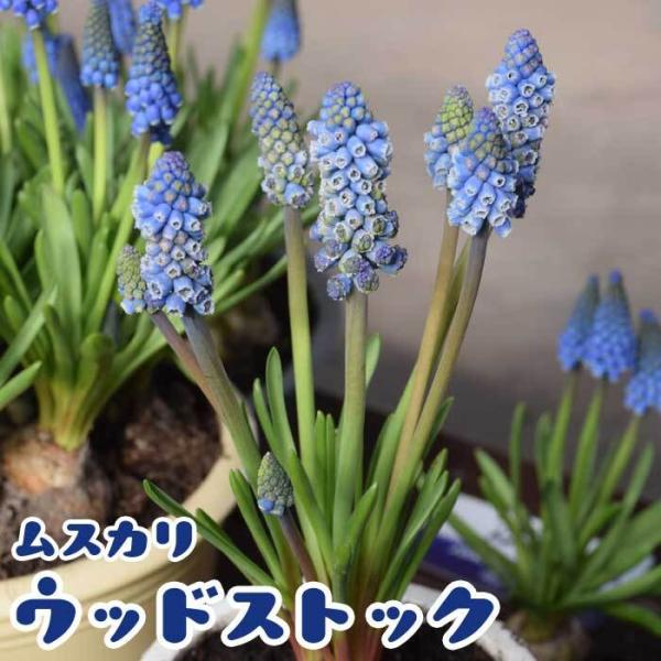 【発送時期の異なる商品とは同梱できません】発送時期が異なる商品を同時注文される場合、別送となるため追加で送料が発生します！発送時期については商品名・配送予定欄にてご確認いただくか、事前に同梱可能かお問合せください。※写真はイメージです。植物...