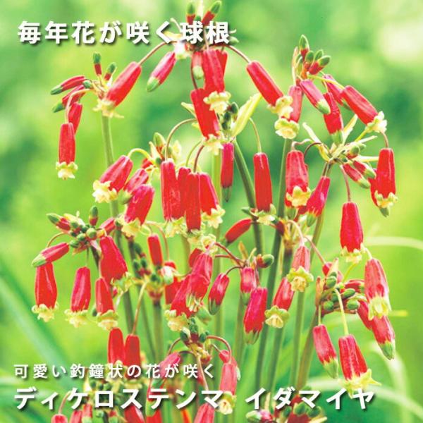 【予約・早割】球根 植えっぱなし 秋植え ディケロステンマ イダマイヤ 5球 毎年花が咲く【10月後半より順次発送】