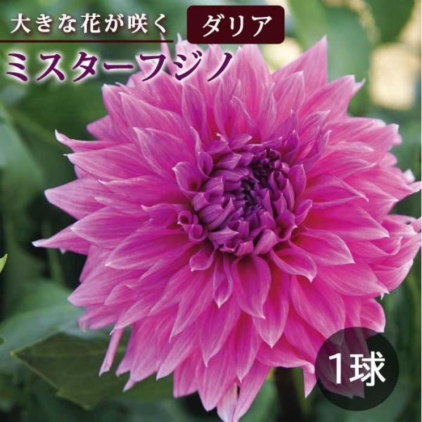 ダリア 球根 春植え 【花の 大きい ダリア】 ミスターフジノ 1球 大輪 巨大輪 dahlia 花の大和